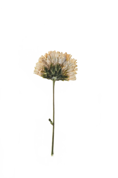 Hand Pressed Flora